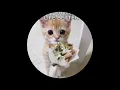 Download Lagu Dream DJ Team - Sorry Mama (Edit)