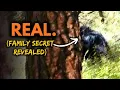 Download Lagu Clearest Bigfoot Video…and the Bizarre Story Behind It