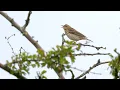 Download Lagu Tree Pipit (Anthus trivialis) / Baumpieper