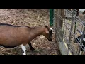 Screaming goat in heat