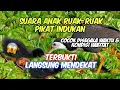 Download Lagu Paling dicari!! Suara Anak Ruak-ruak Pemanggil Indukan cocok disegala kondisi  habitat | Update 2022