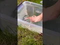 THIS IS THE WEIRDEST SLIME IN THE WORLD satisfying slime asmr