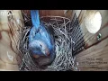 Download Lagu Bluebirds aggressively attack a Cowbird!!!