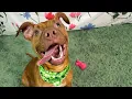Tiny Pitbull Rescued From Dogfighting Gets Royal Treatment