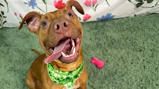 Tiny Pitbull Rescued From Dogfighting Gets Royal Treatment