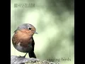 Birds by the Riverside