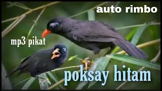 suara poksay hitam asli dari alam bagus buat pikat