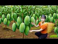 Lagu Finally! Giant Wild Mangoes Bigger Than My Face | 4 Hours Harvesting \u0026 Family Cooking