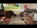 Download Lagu Rauhaardackel \u0026 Mufflon - gemeinsam bei Tisch