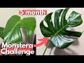 I grew this plant as FAST AS POSSIBLE