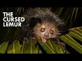 Aye Aye The Harbinger of Death