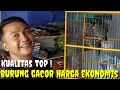BURUNG GACOR HARGA EKONOMIS ! NAH INI BARU REAL KONSLET DEPAN MUKA
