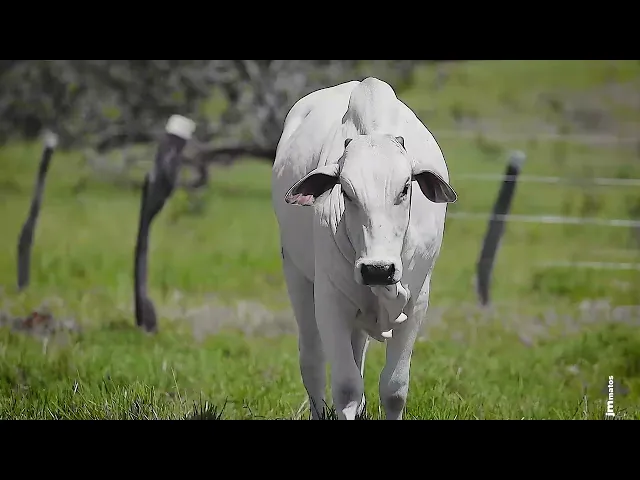 Novilha Nelore CLTN - 214