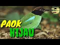 Download Lagu Kicau Paok hijau gacor