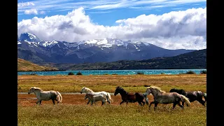 Relaxing Guitar Music And Amazing Horses Best Stress Relief Anxiety Calming And For Sleep 