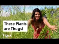 Download Lagu These 12 PLANTS Are THUGS in the Garden — Ep. 325
