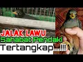 JALAK LAWU TERTANGKAP | Sahabat Pendaki Gunung Lawu Tertangkap Jebakan Warga