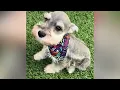 Mosi - Mini Schnauzer Puppy for Sale in Dallas Texas