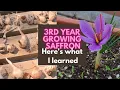 SAFFRON S dirty little secret
