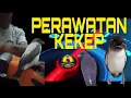 Lagu PERAWATAN BURUNG KEKEP