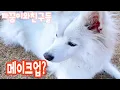 Download Lagu 메이크업한 강아지(까꿍이) / Puppy with makeup(Kkakkung)