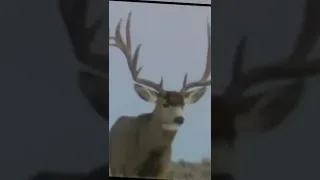 Call Me When You Want Animal Transformation 