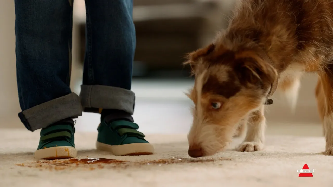 BISSELL Australia — Bissell SpotClean HydroSteam — Tackling Pet Messes (YouTube video ad)