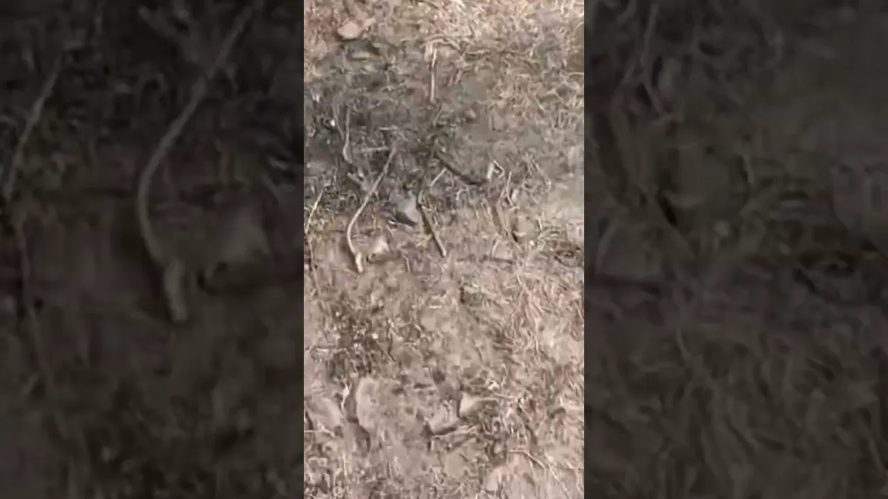 Punasa road atut gaon