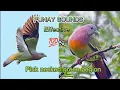 Download Lagu SUARA PUNAY efektif 100%//PINK NECKED GREEN PEGION@pawiksTV2801