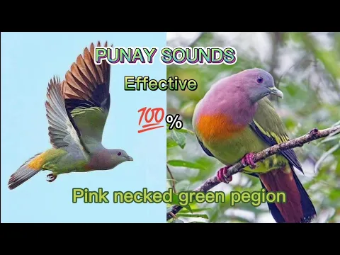 Download MP3 SUARA PUNAY efektif 100%//PINK NECKED GREEN PEGION@pawikshunter2801