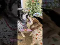Lagu I guess Christmas Pj’s is a no go 💀🤣 #dogshorts #husky #funnypets #christmas #dogs #funny #pets