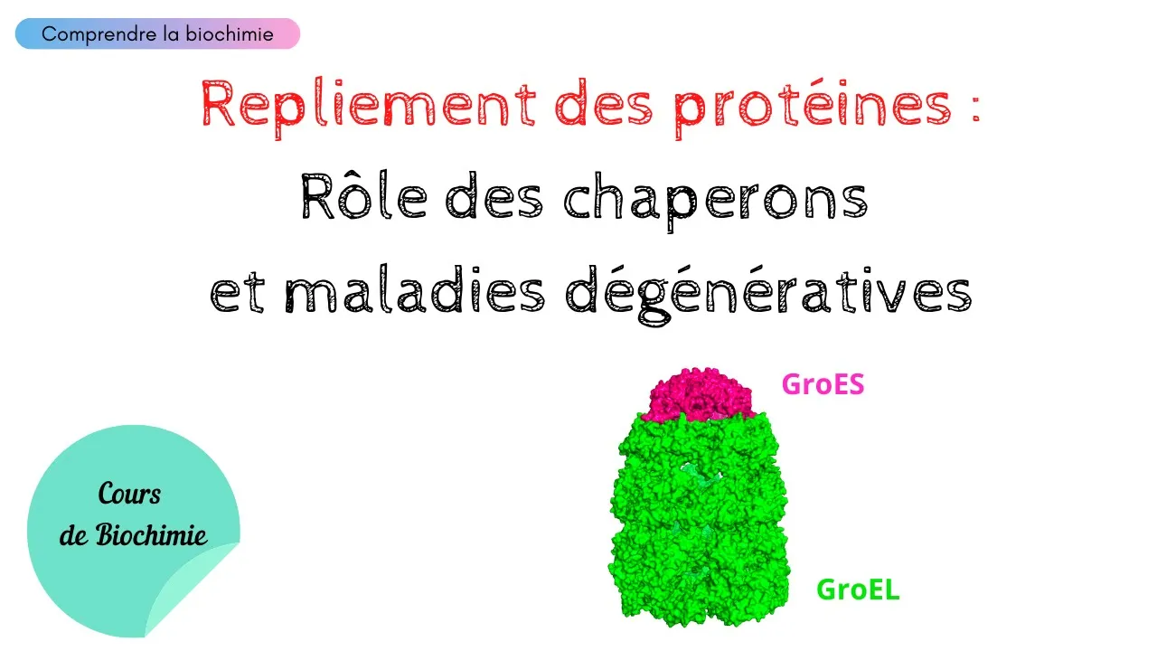 REPLIEMENT DES PROTÉINES : Rôle des chaperons et maladies dégénératives | Biochimie Facile