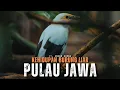 Download Lagu Pulau Jawa: Rumah Bagi Burung Endemik yang Terancam Punah