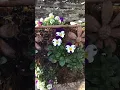 Lagu Violas and Alyssum for Winter Color
