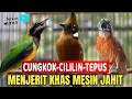 Download Lagu 🔴MASTERAN JAWARA!!! CUCAK CUNGKOK - CILILIN - TEPUS KEPALA ABU GACOR masuk di murai batu, cucak ijo