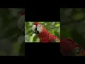 LIVE: Birds of the Amazon Rainforest 🦜 | Wild Jungle Sounds