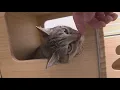 Champaign Co Humane Society offering cheap pet adoptions