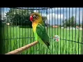 Download Lagu Lovebird Konslet Minor Nada Lelah