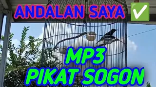 suara pikat sogon andalan saya 