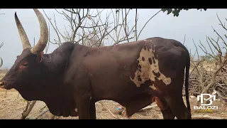 ndama jigoshilaga maisha officis music