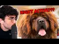 Hasanabi Finds out KAYA is a NIGHT ACTIVE Dog