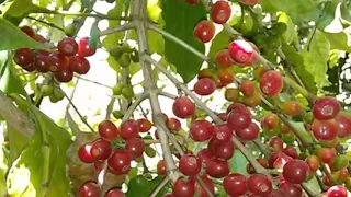 ياجانيات البن بلحن   ياجانيات العناقيد   كلمات جمال الحمادي أداء مجاهد عيون دندنها