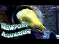 Newport Aquarium - We Walked a Rope Bridge Over SHARKS