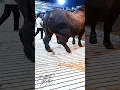 Download Lagu Machtige stier van 1200 kg keert terug naar de stal na een demonstratie
