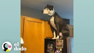 Perro piensa que es un gato y se trepa a todos lados | El Dodo