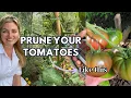 Preventing blight PLUS the biggest mid-season issues for tomatoes