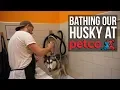 Bathing Our Husky At Petco s Self Washing Station Vlog 1516