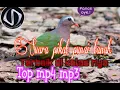 Download Lagu Suara pikat punai tanah. Empuluq jotuq tungkai koh.###