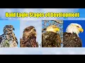 Bald Eagle Development