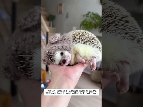 This Girl Rescued a Hedgehog That Fell Into the Water and Took It Home to Care for It, and Then…